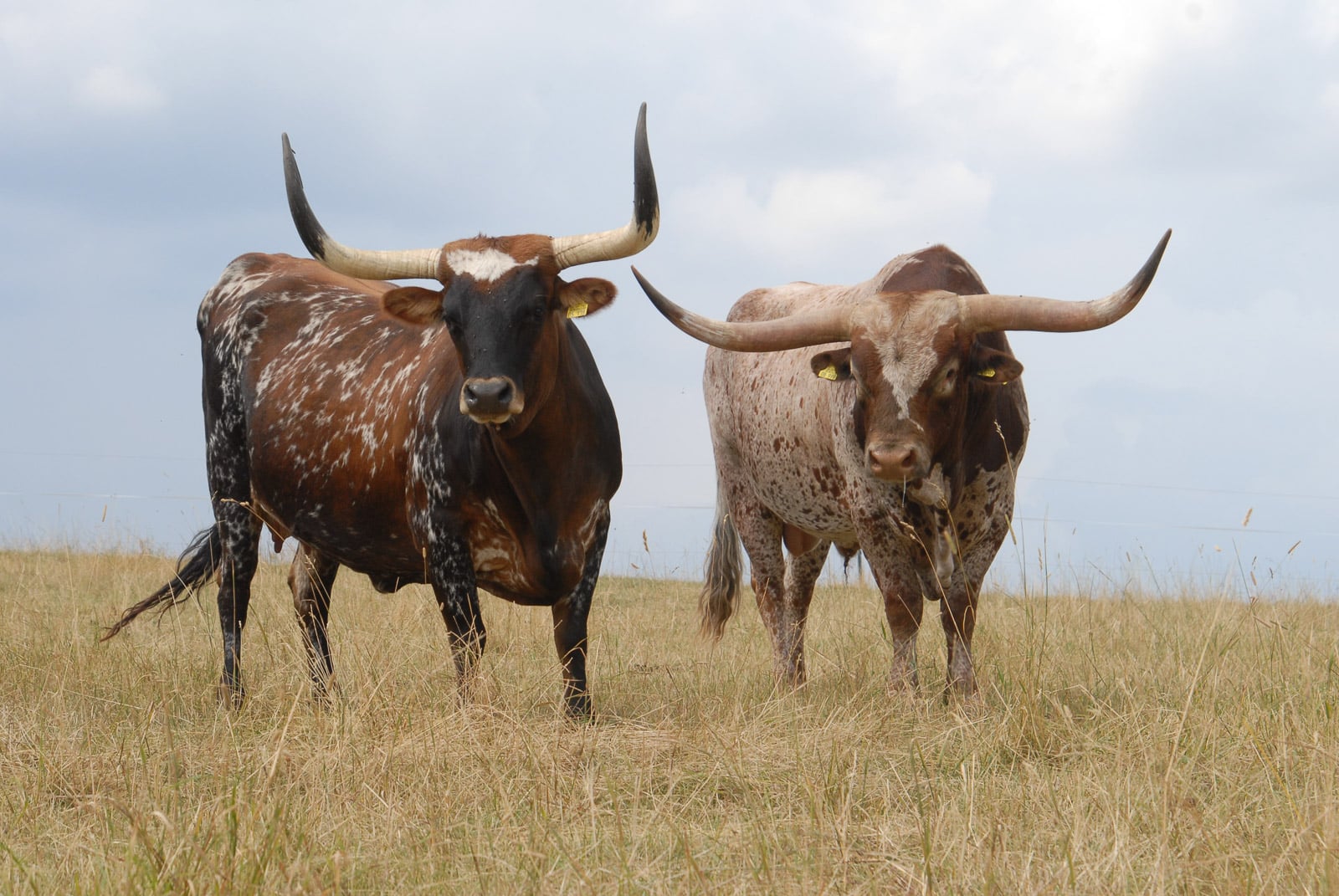 Texas Longhorn Cattle Rinder Ranch